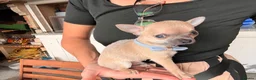 Chihuahua dogs for sale: For sale  in London - Advert 5