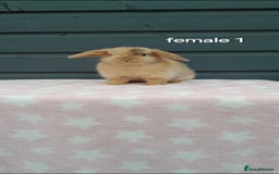 Mini Lop rabbits for sale: Male and female mini lops  - Image 8