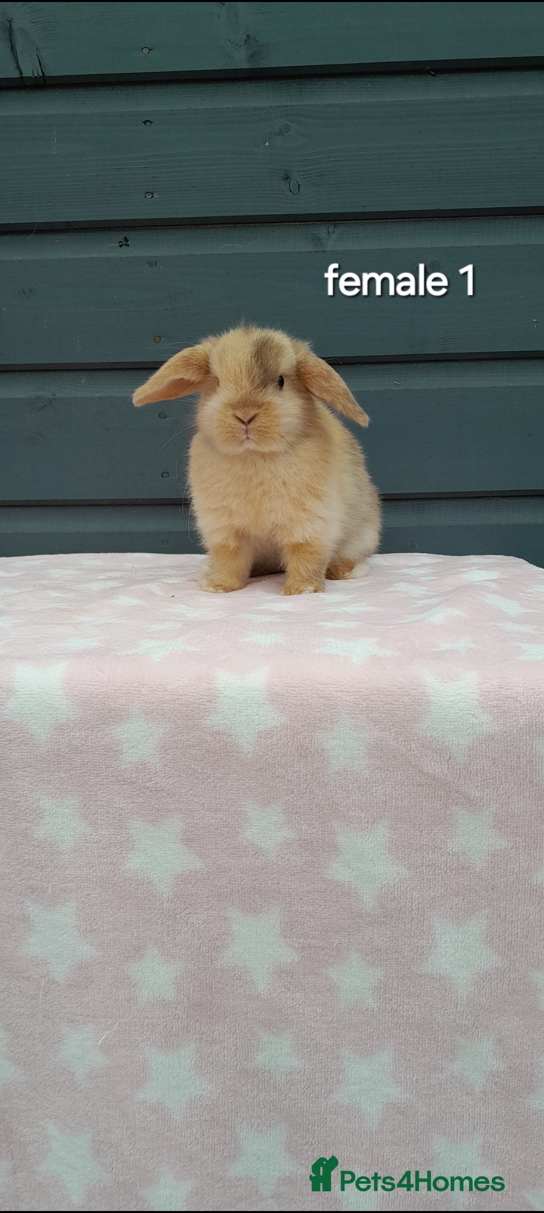 Mini Lop rabbits for sale: Male and female mini lops  - Image 8