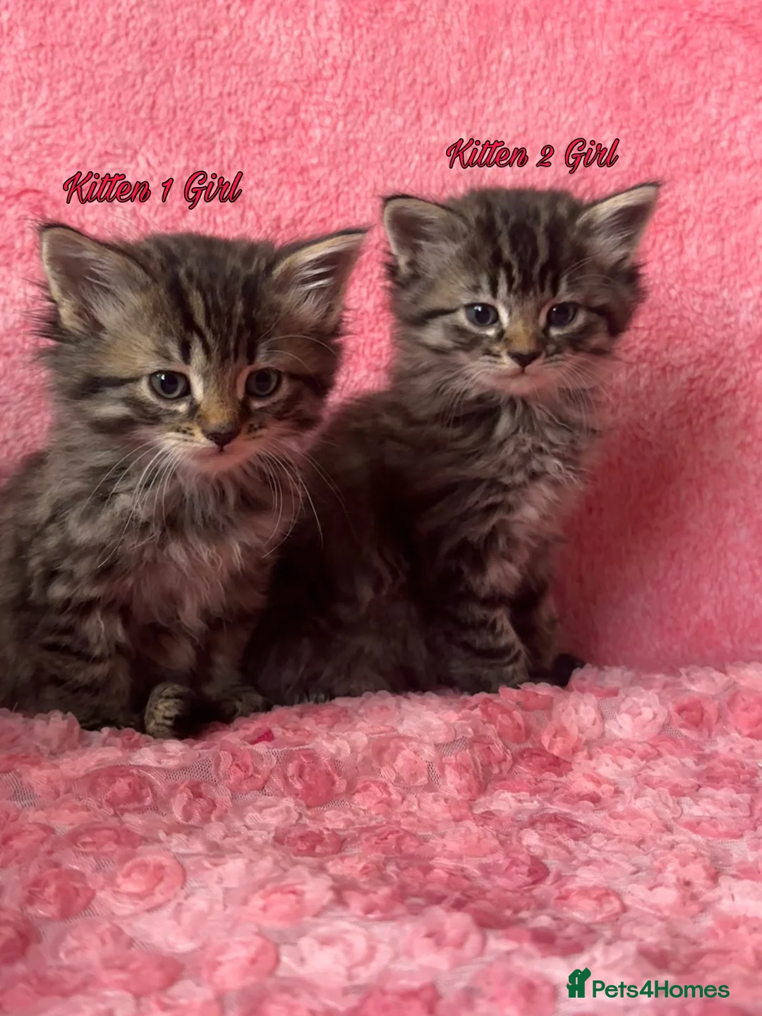 Maine Coon cats for sale: Maine coon cross Kittens❤️ - Advert 7