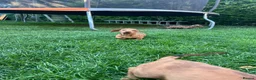 Dachshund dogs for sale: Dachshund is not just dog is your friend forever  - Advert 7