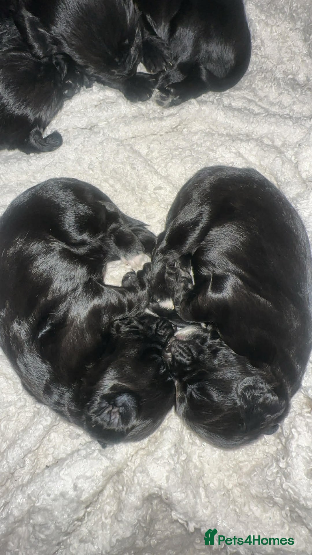 Sprocker dogs for sale: F2 sprockers puppies  - Advert 6