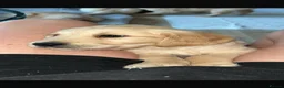 Golden Retriever dogs for sale: 9 week old golden retriever puppy - Advert 4