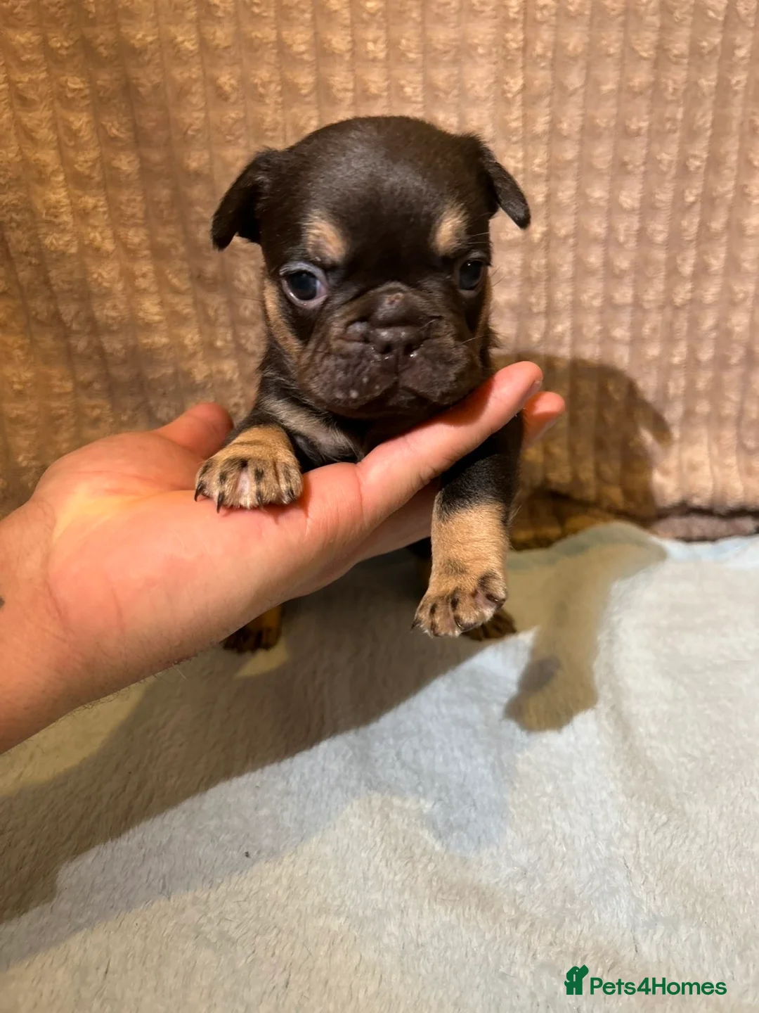 French Bulldog dogs for sale: French bulldog puppies fluffie carriers  - Advert 7