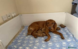 Labrador Retriever dogs for sale: STUNNING KC REGISTERED FOX RED LABRADOR PUPPIES - Image 2