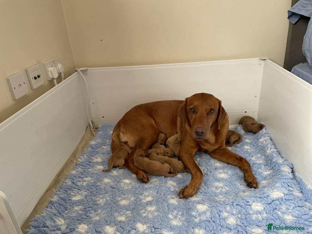 Labrador Retriever dogs for sale: STUNNING KC REGISTERED FOX RED LABRADOR PUPPIES - Image 2