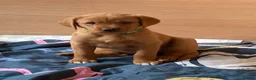 Labrador Retriever dogs for sale: American Fox Red labrador - Advert 6