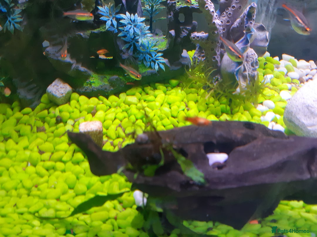 Platies fish for sale: Various sizes of babies  - Advert 7