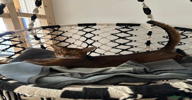 Abyssinian cats in Romford - Advert 1