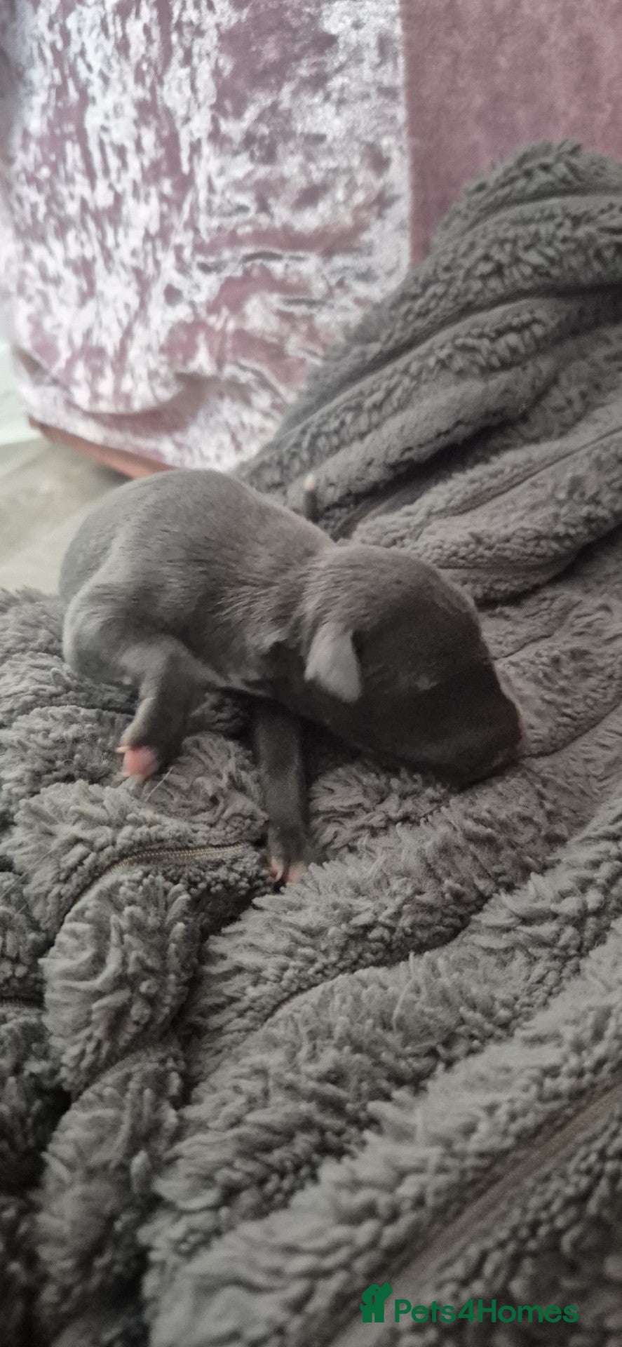 Whippet dogs for sale: Stunning Blue Whippet Puppies - Advert 2