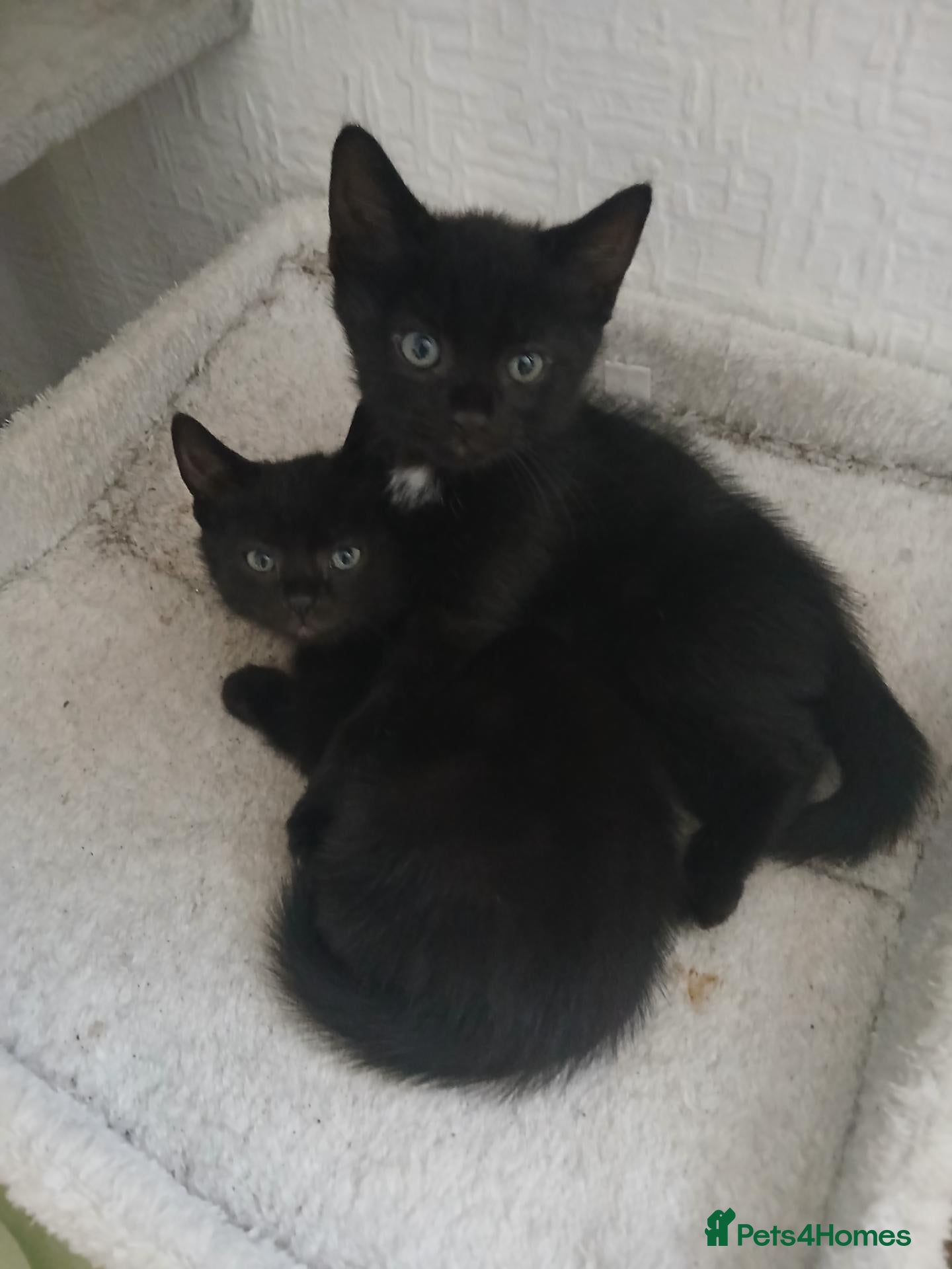 British Shorthair cats Boy Kittens - Advert 13
