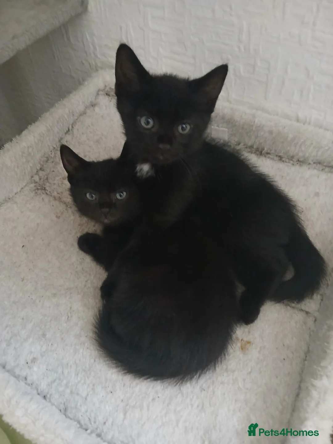 British Shorthair cats for sale: Boy Kittens in Swindon - Advert 1
