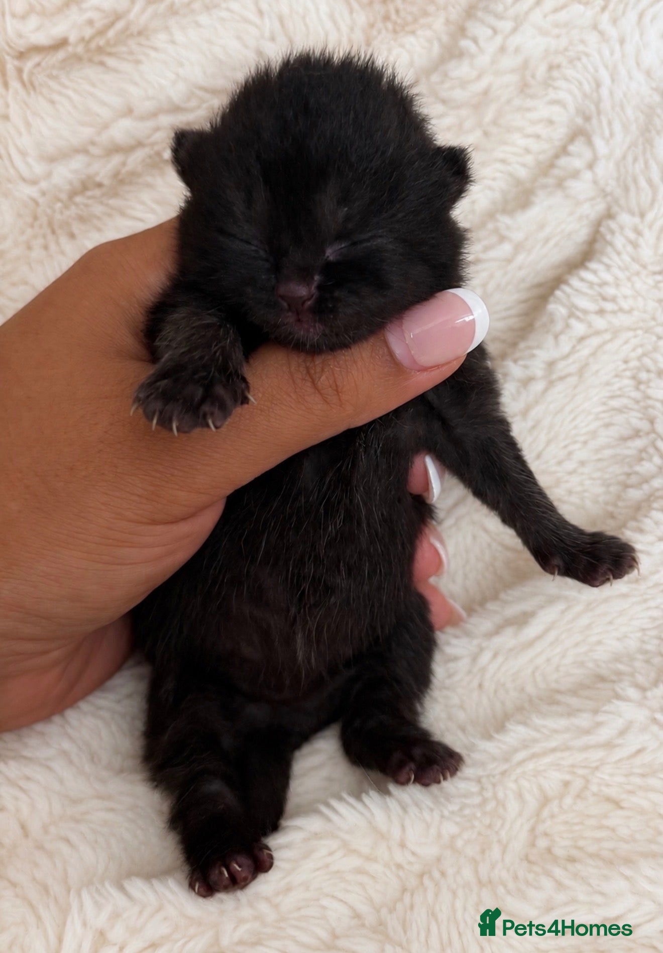 British Shorthair cats Exceptional quality British shorthair kittens  - Advert 2