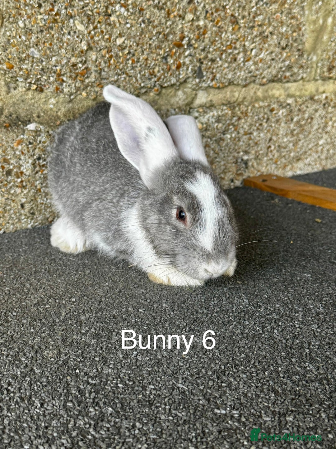 Continental Giant rabbits for sale: Pure continental giant rabbits - Image 2