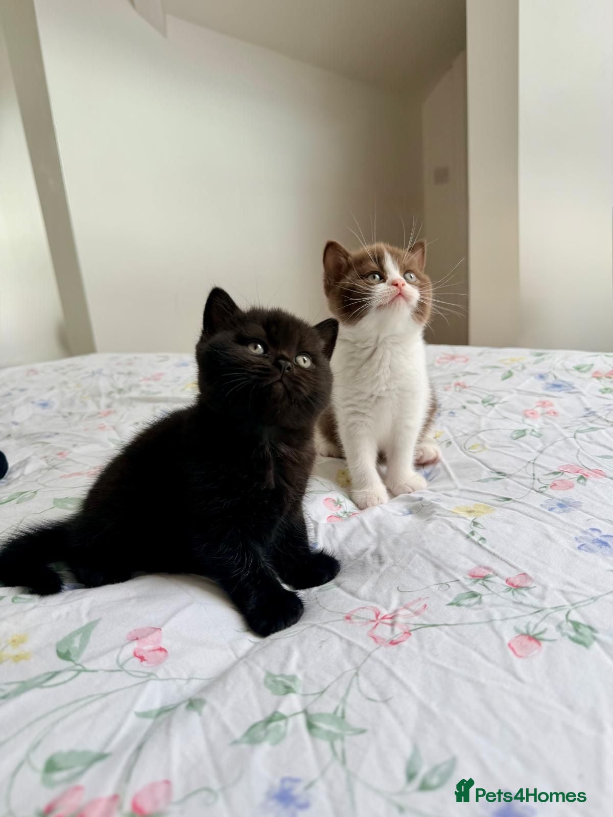 British Shorthair cats 2 female GCCF British short hair kittens - Advert 14