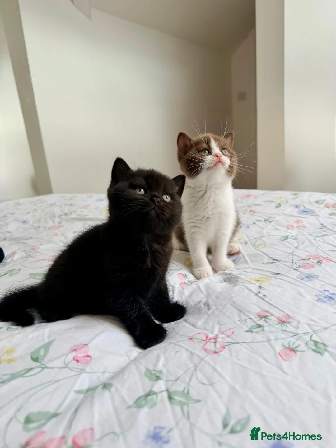 British Shorthair cats for sale: 2 female GCCF British short hair kittens - Advert 1