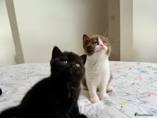 British Shorthair cats 2 female GCCF British short hair kittens - Advert 1