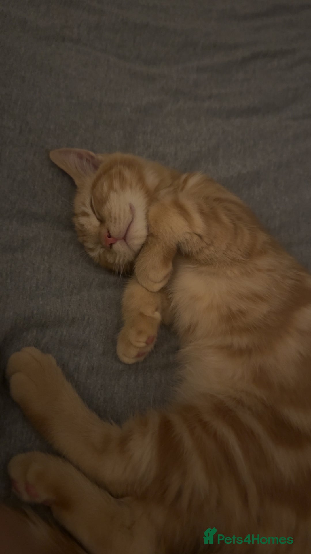 Bengal cats for sale: Gorgeous ginger boy  - Advert 4