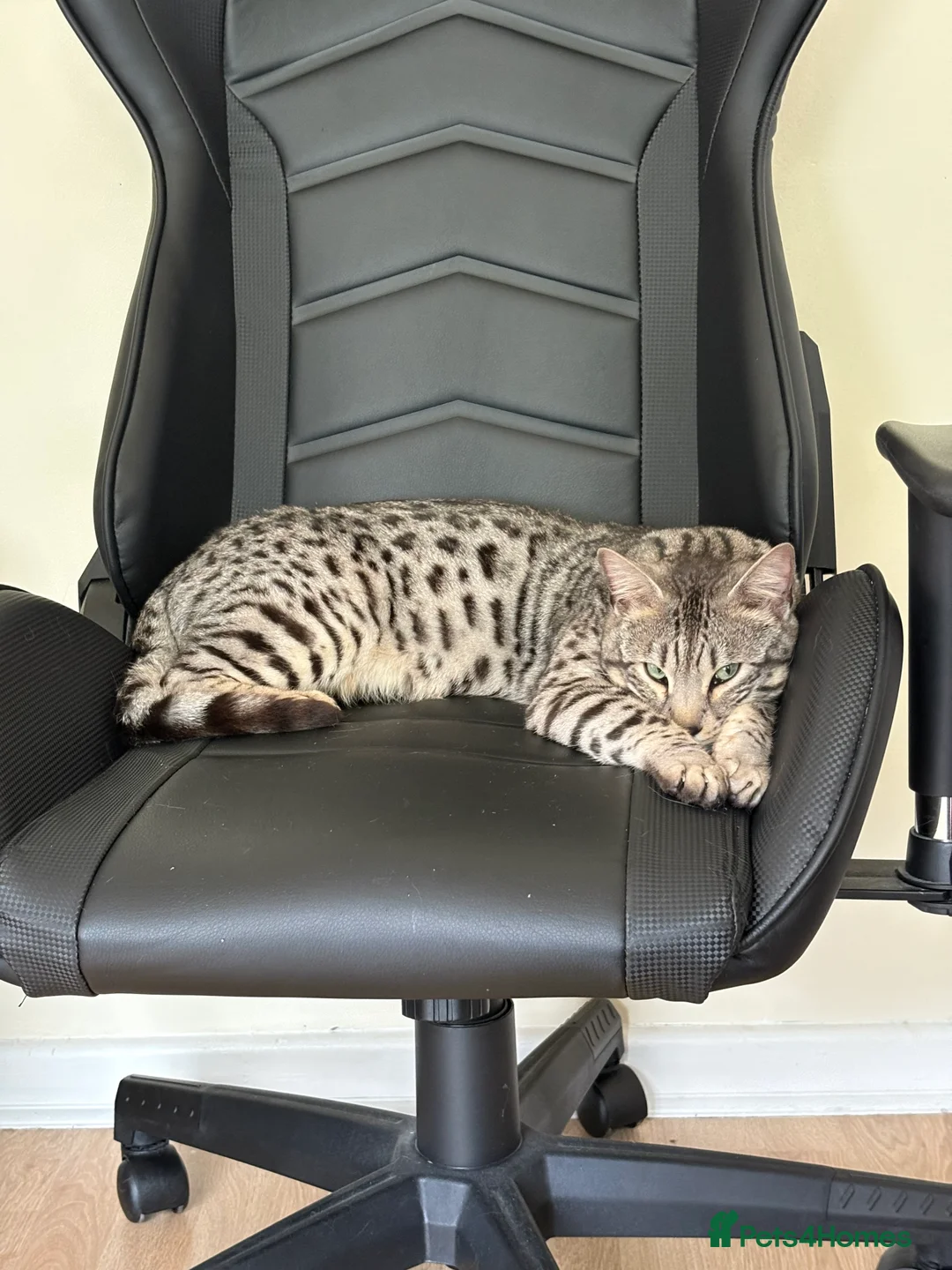 Bengal cats for sale: Neo the Bengal - Advert 6