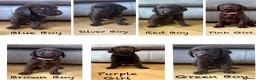 Labrador Retriever dogs for sale: Beautiful KC Chocolate Labrador Retriever Puppies - Advert 1