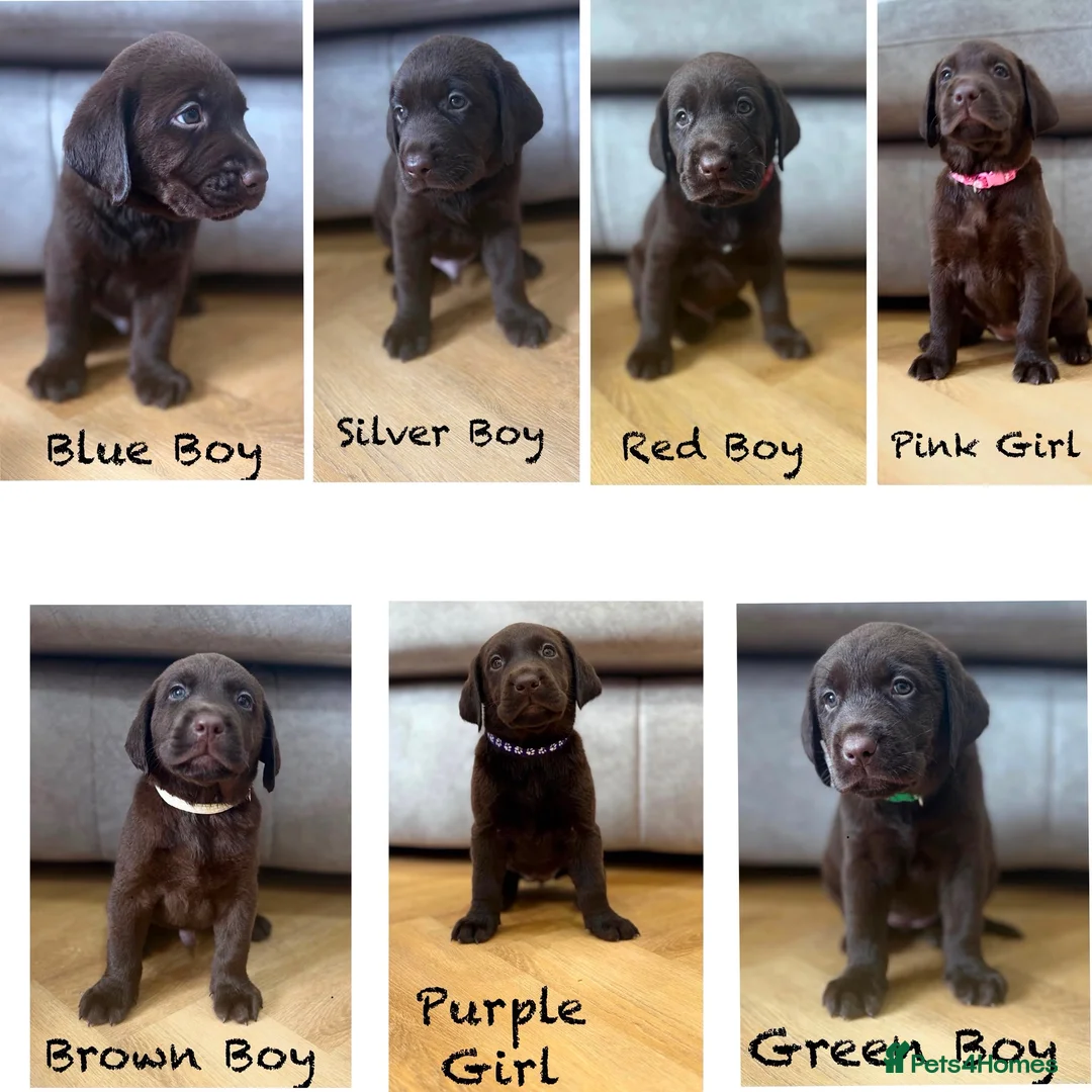 Labrador Retriever dogs for sale: Beautiful KC Chocolate Labrador Retriever Puppies - Advert 1