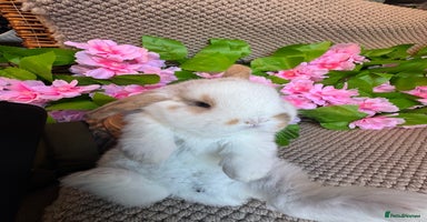 Mini Lop rabbits - Advert 13