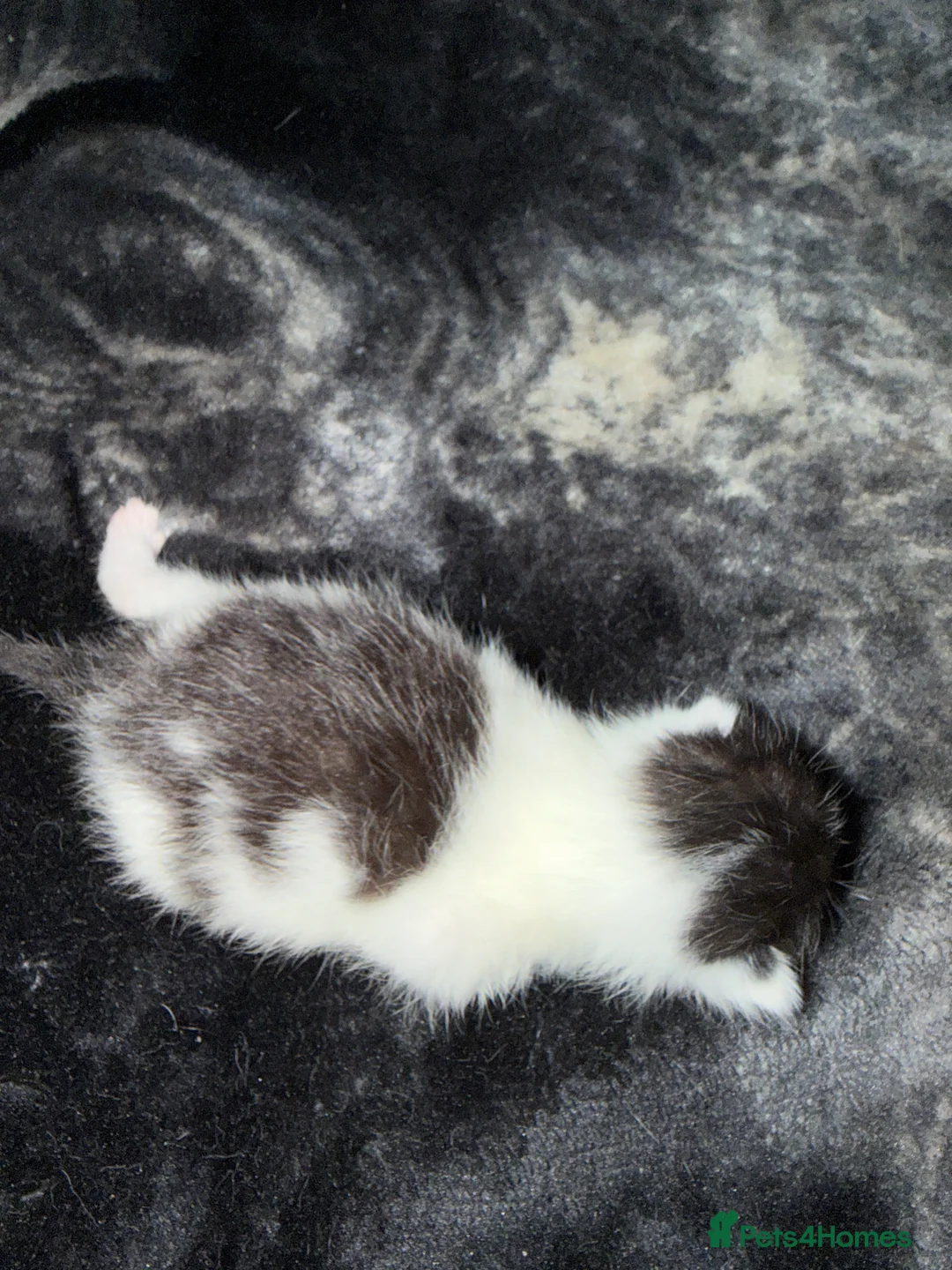 Mixed Breed cats for sale: Three lovely kittens  - Advert 9