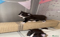 Ragdoll cats for sale: 2 kittens available 1 female, 1 male  - Image 4