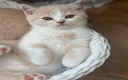 British Shorthair cats for sale: Beautiful soft teddy bears 🩷🩷only two girls left - Image 32