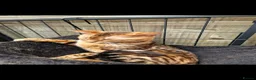 Bengal cats for sale: Beautiful Bengal Boy in Southampton - Advert 5