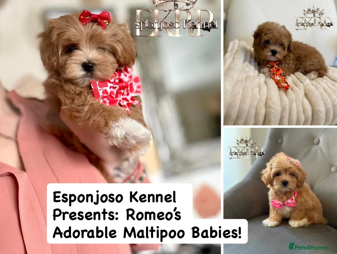 Toy Poodle dogs for stud: 🔥One-in-a-Million teddy Asian toy poodle DNA Stud in Thetford - Advert 10