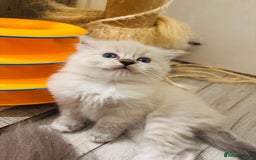 Ragdoll cats for sale: GCCF Pure Ragdoll Seal/Blue Point Lynx Mitted - Advert 30