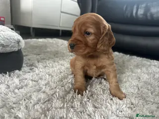 Cocker Spaniel dogs Stunning cocker spaniel puppies - Advert 12