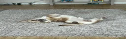 Chihuahua dogs for stud: Beautiful Male Chihuahua Available for Stud - Advert 4