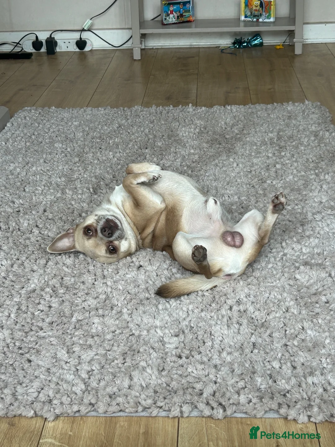 Chihuahua dogs for stud: Beautiful Male Chihuahua Available for Stud - Advert 4