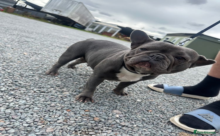 French Bulldog dogs - Advert 8