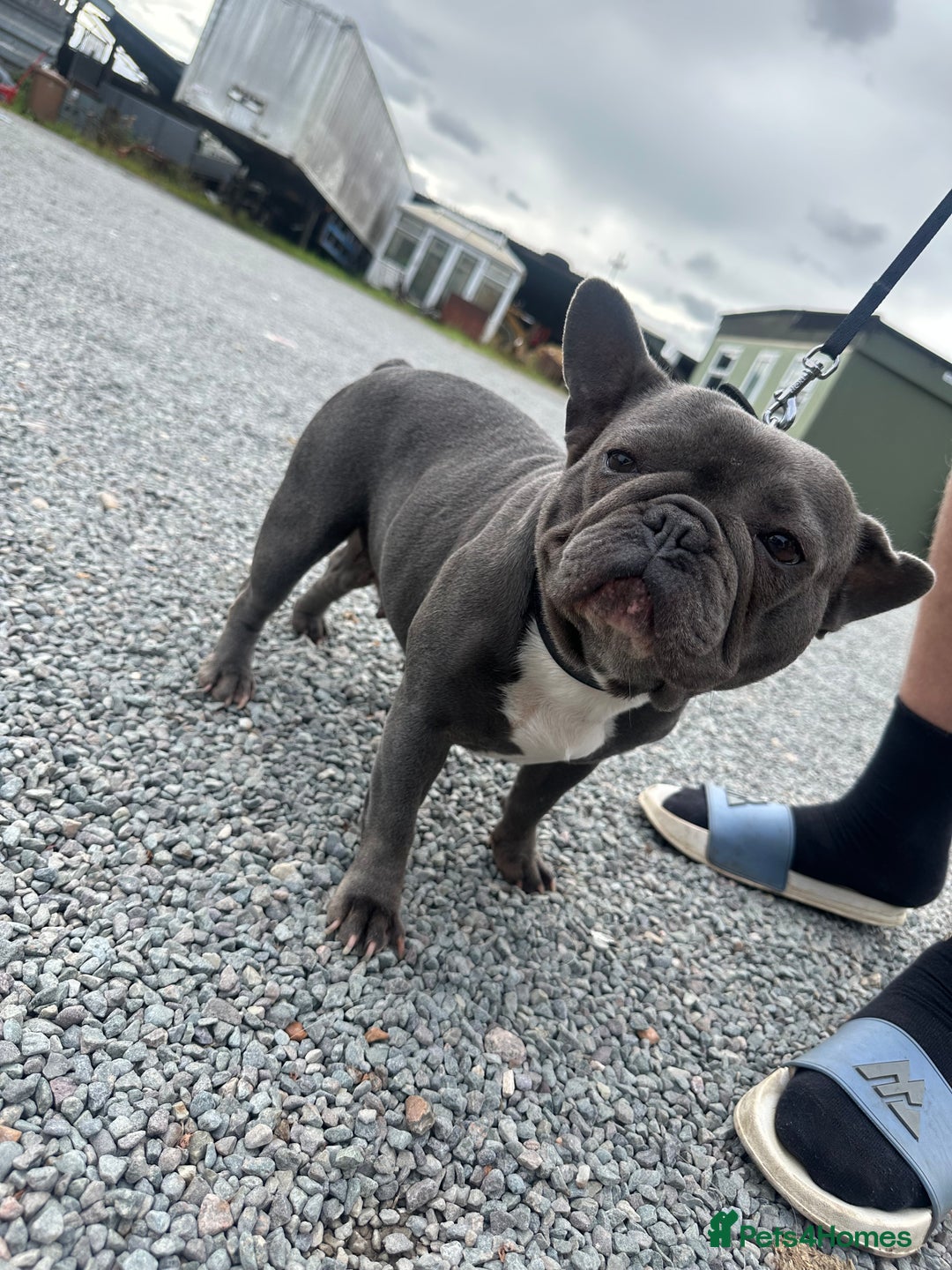 French Bulldog dogs for sale: French Bulldog  bitch for sale! - Image 1