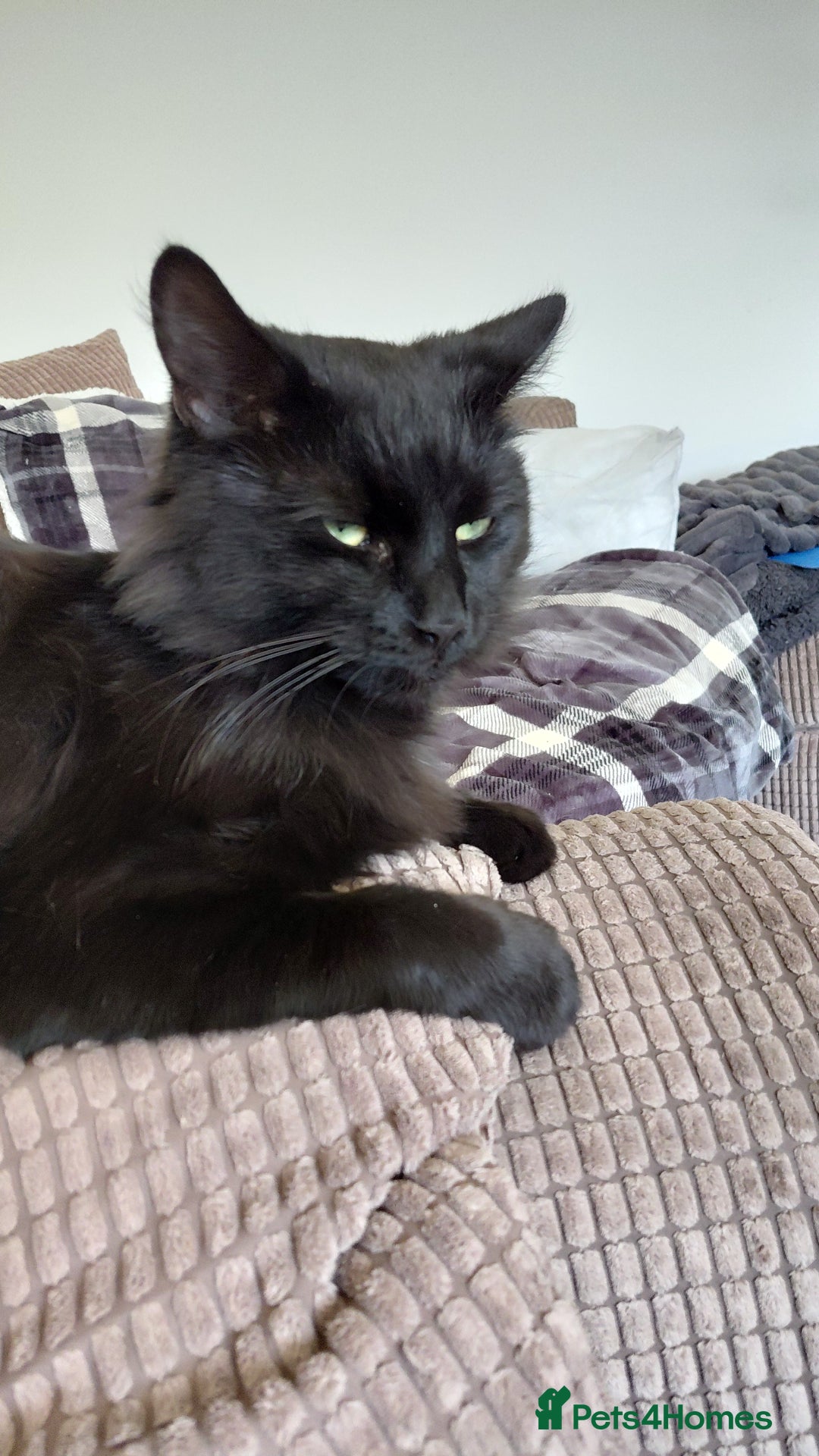 Mixed Breed cats for sale: Gorgeous fluffy boy - Advert 1