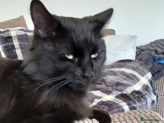 Mixed Breed cats Gorgeous fluffy boy - Advert 2