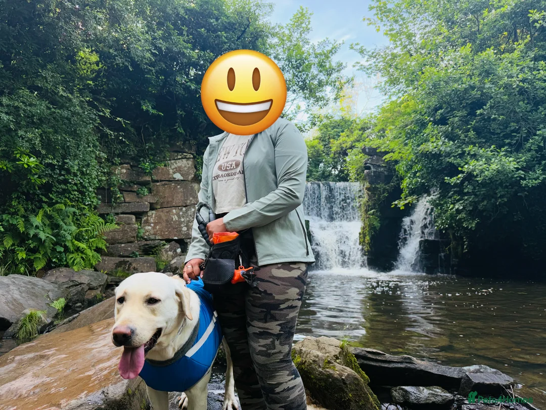 Labrador Retriever dogs for stud: Golden Labrador Retriever Stud: KC-Registered - Advert 2