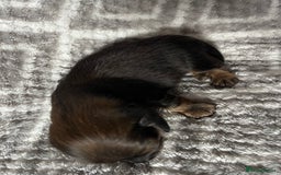 Miniature Dachshund dogs for sale: Beautiful Miniature Dachshunds  - Image 6