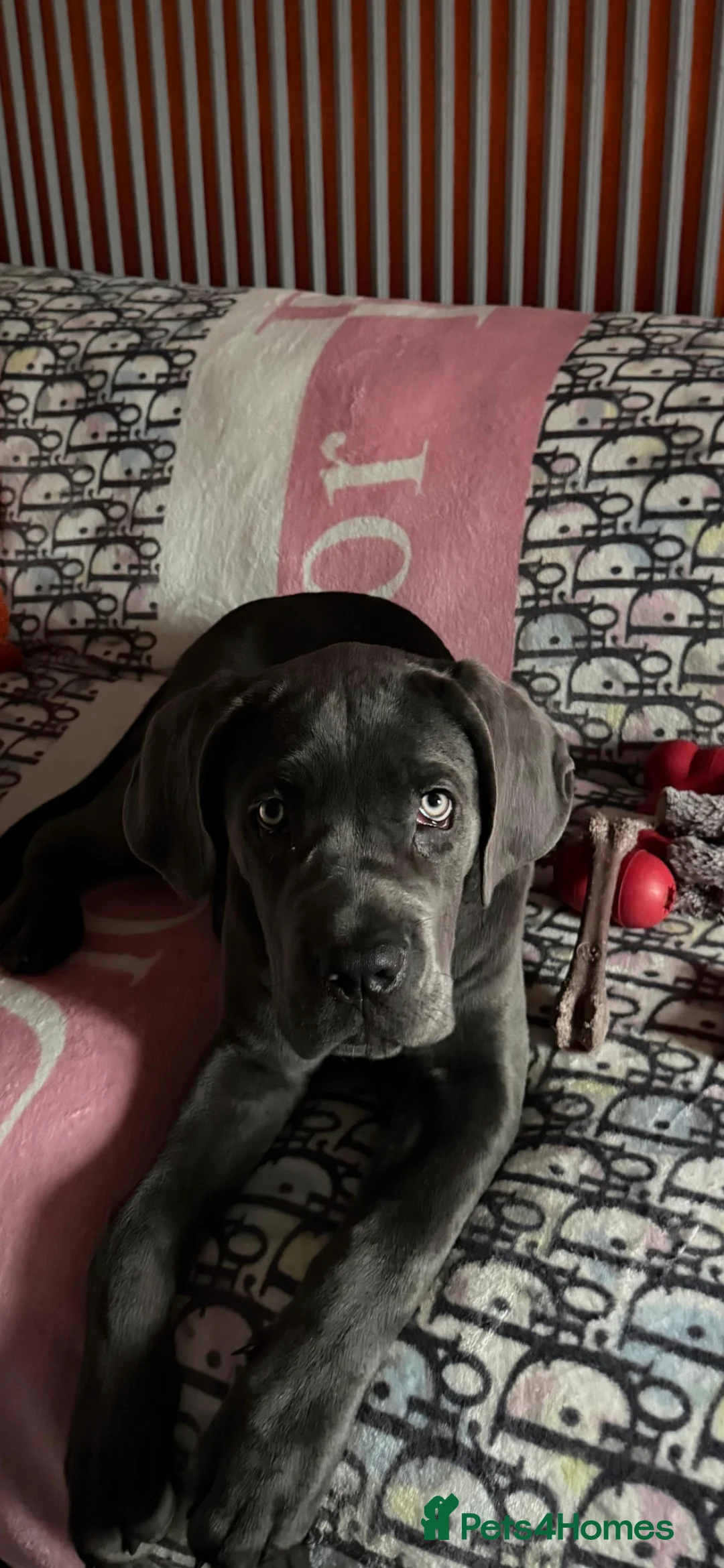 Cane Corso dogs for sale: Beautiful Girl looking for a new home - Advert 10