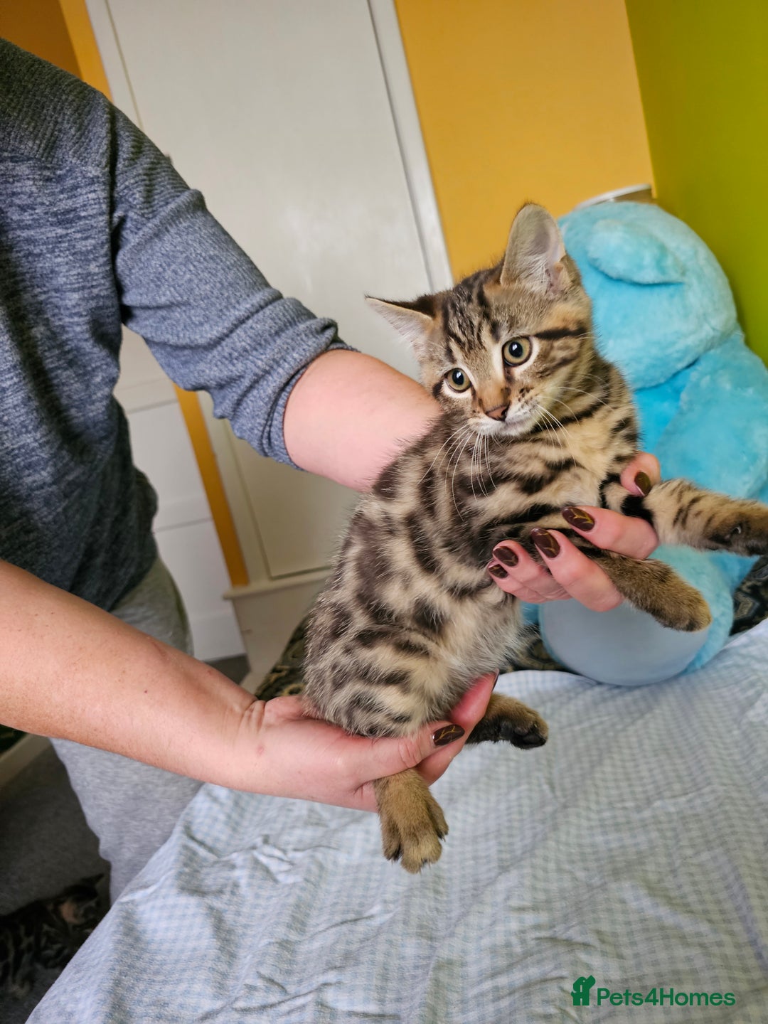 Bengal cats for sale: Bengal kittens  - Image 5
