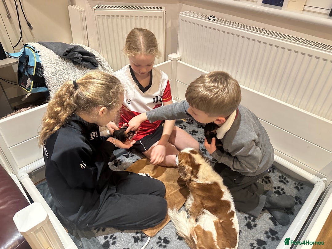 Cavalier King Charles Spaniel dogs for sale: Pure breed cavalier King Charles puppies - Advert 4