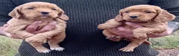 Cocker Spaniel dogs for sale: Red Cocker Spaniel Puppies  - Advert 2