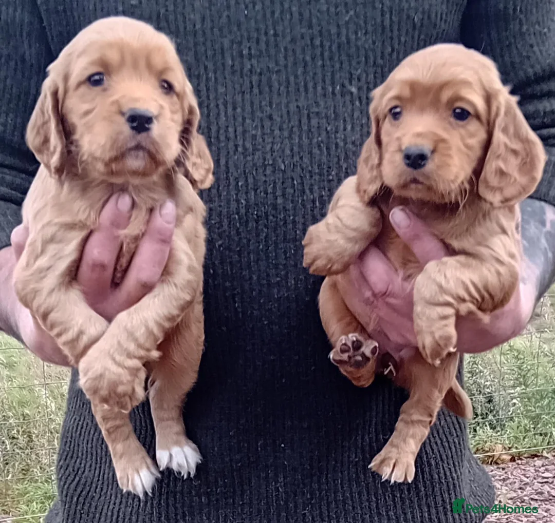 Cocker Spaniel dogs for sale: Red Cocker Spaniel Puppies  - Advert 2
