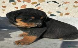 Rottweiler dogs for sale: Stunning chunky Rottweiler puppies - Image 29