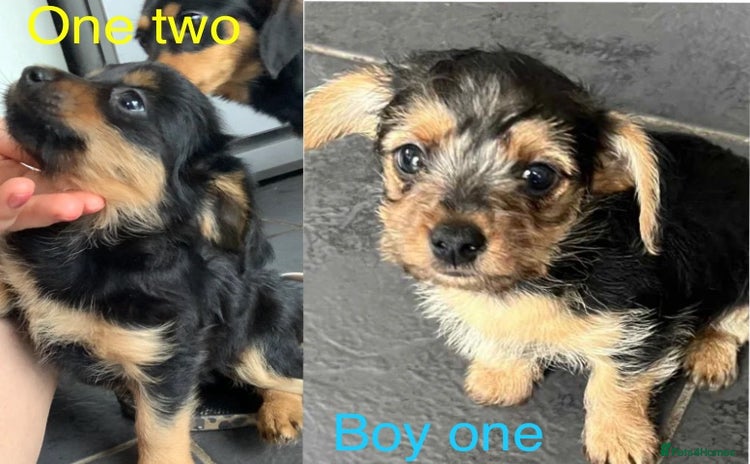 Mixed Breed dogs - Advert 12