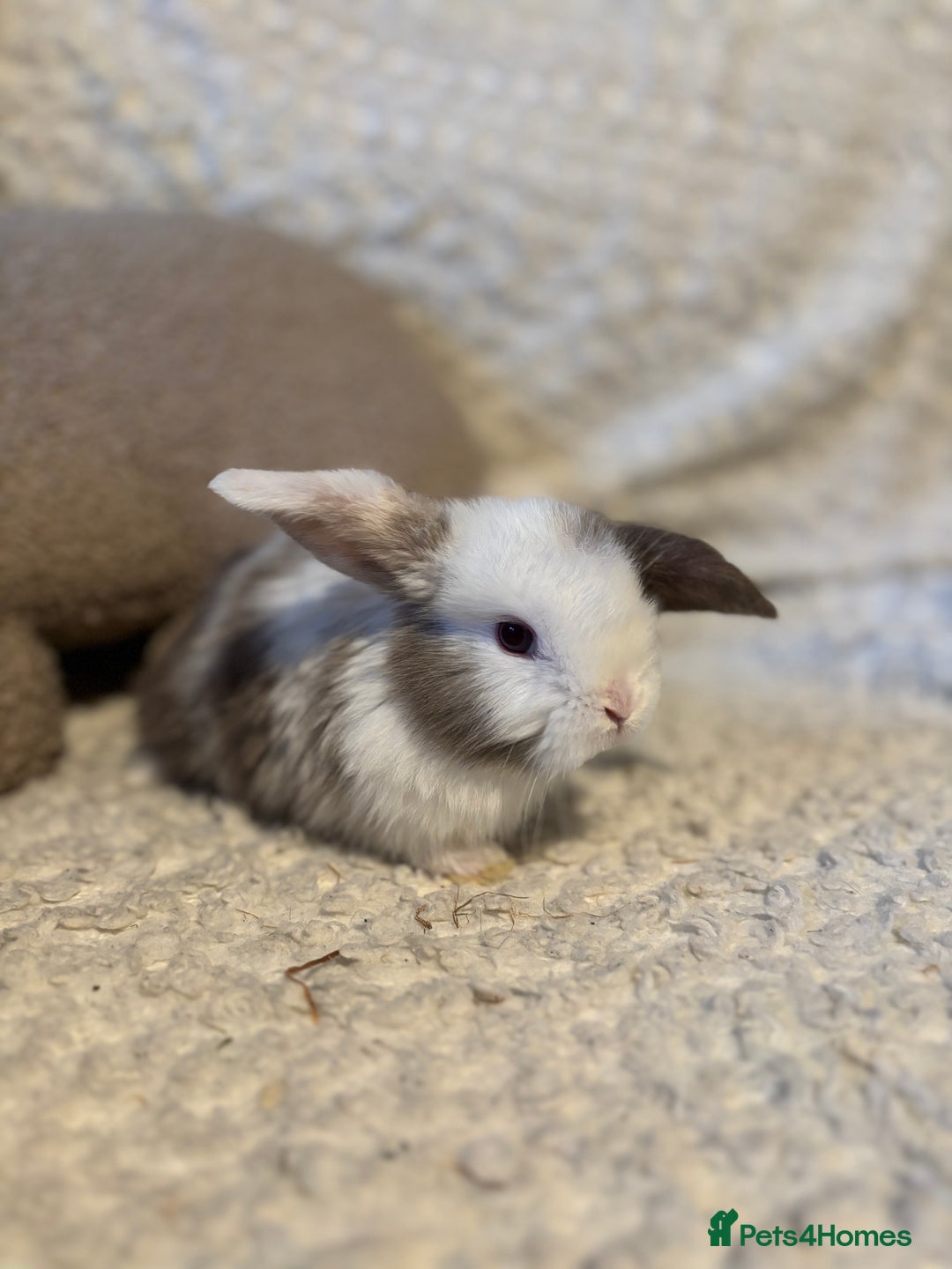 Mini Lop rabbits for sale: Mini lop babies 🫶🏻 ready to reserve ✨ - Image 5