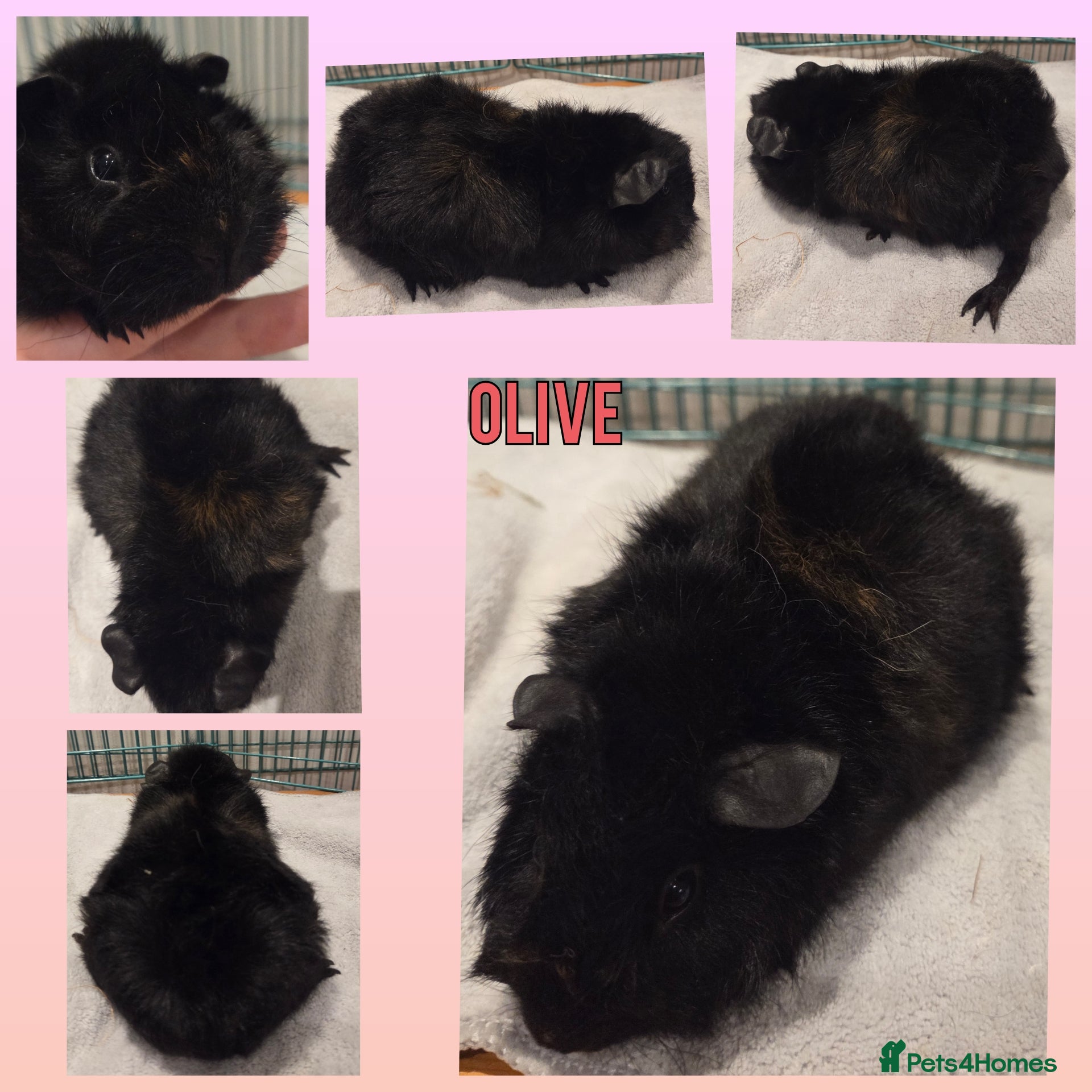 Guinea Pig rodents Gorgeous Baby Guinea Pigs - Advert 13